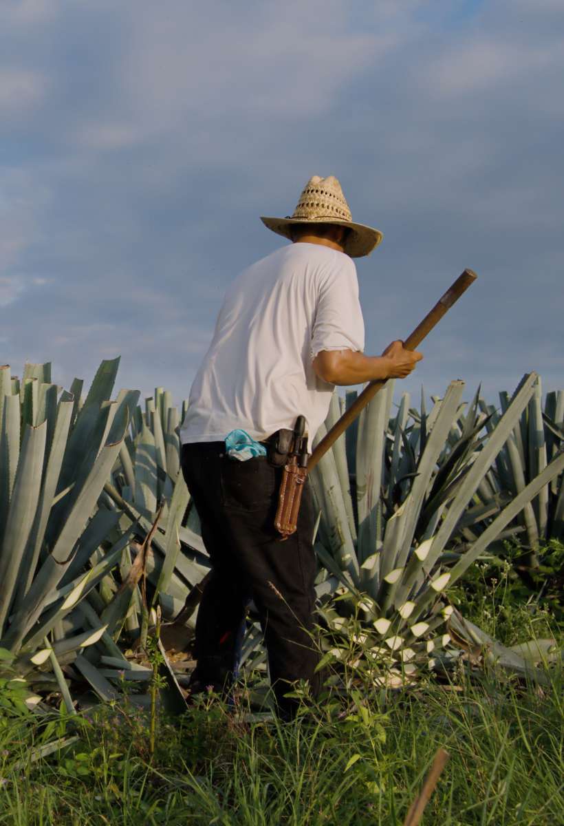 Tequila Forjado Agave Azul