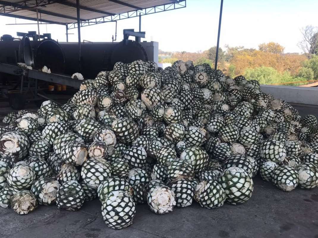 Tequila Forjado Piñas de Agave Azul