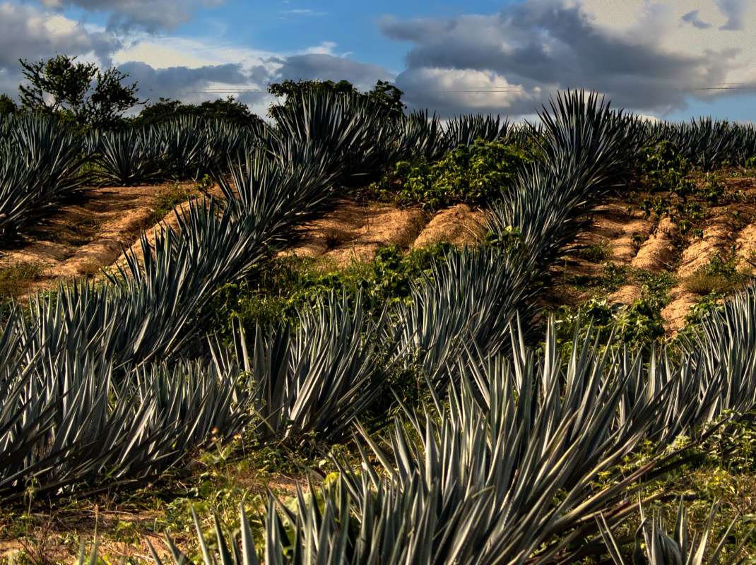 Tequila Forjado Campos de Agave